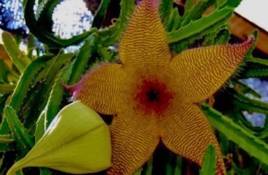 Starfish Succulent