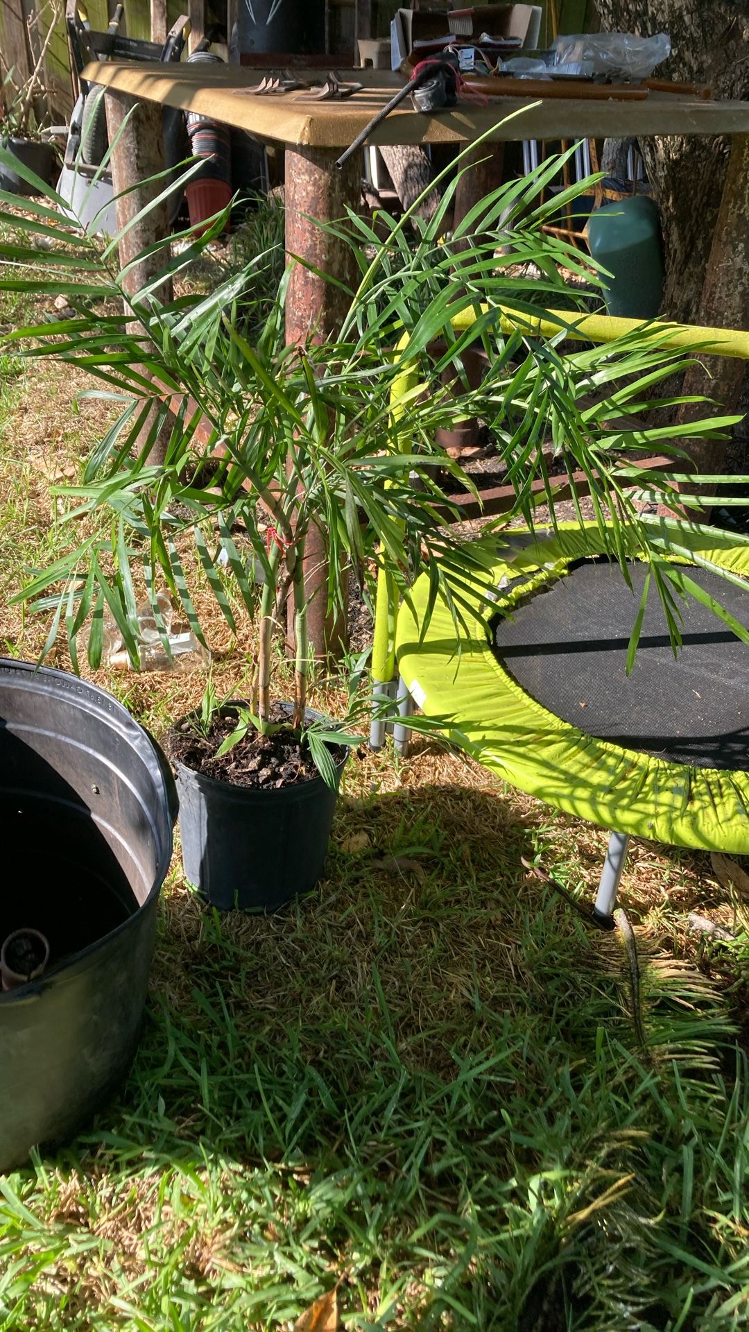 Plantas