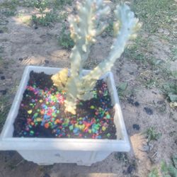 Cuctus Plant $15 For Garden