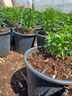 Planta De Chiltepin