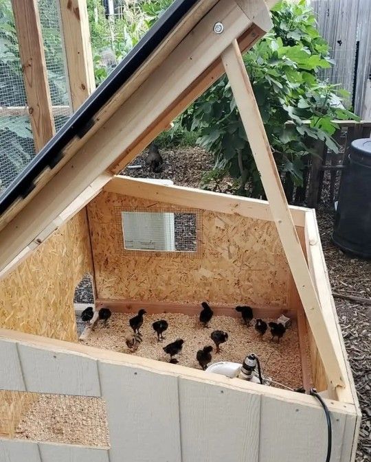 Farm Fresh Eggs & Chicks Available