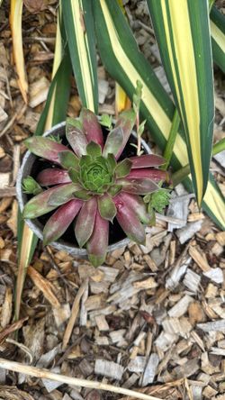 The Valorously Hardy Hens & Chicks Succulent