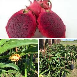 Fruit Dragon Red Cactus 