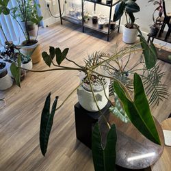 Houseplants For Sale !!! 