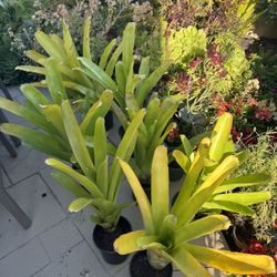 Once A Year Blowout Sale Of Bromeliads 