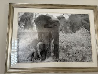 Elephant Photo Artwork