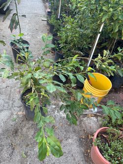 Santa Rosa plum