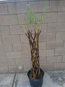 5 foot braided willow tree