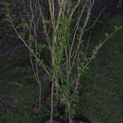 Rose Of Sharon Perennial 6ft Tall + (read Description Below)