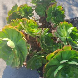 Succulent Plants