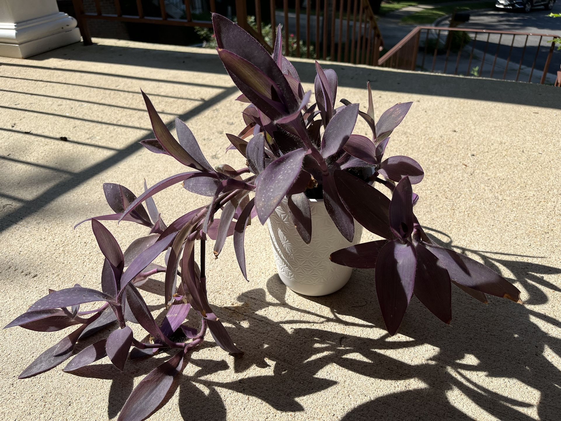Purple Heart, Tradescantia Pallida