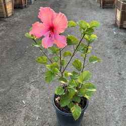 Pink Hibiscus