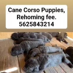 Cane C