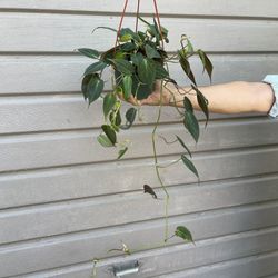 6” Trailing Micans Philodendron