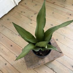 Sansevieria ‘Moonshine’ – Sleek & Silvery Snake Plant