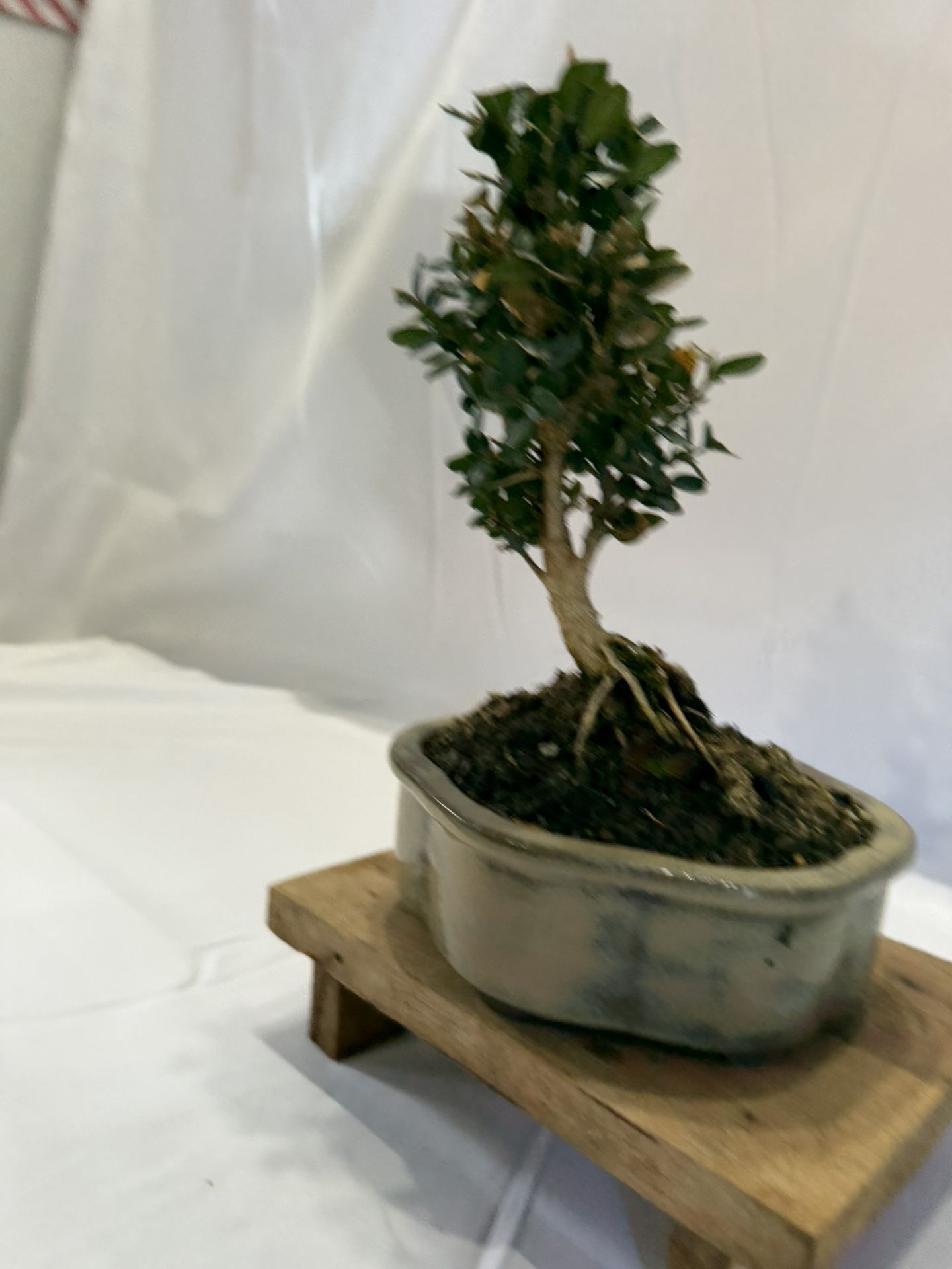 Bonsai, Boxwood