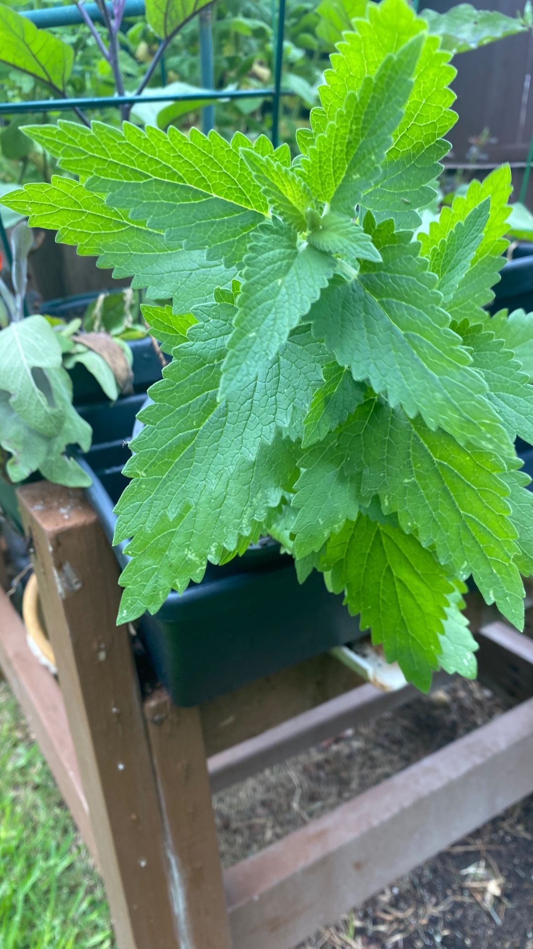 Organic Catnip
