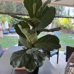 Fiddle Fig Plant