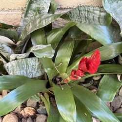 Bromeliad Arrangement/3 Live Plants In A 23 Inch Pot