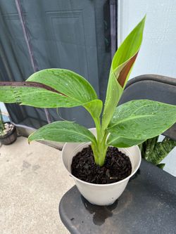 Canna Cleopatra plant