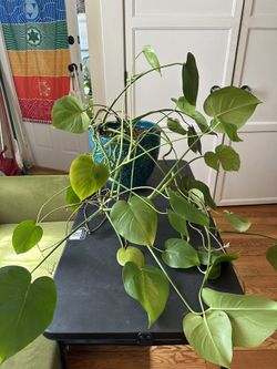 Large Monstera plant