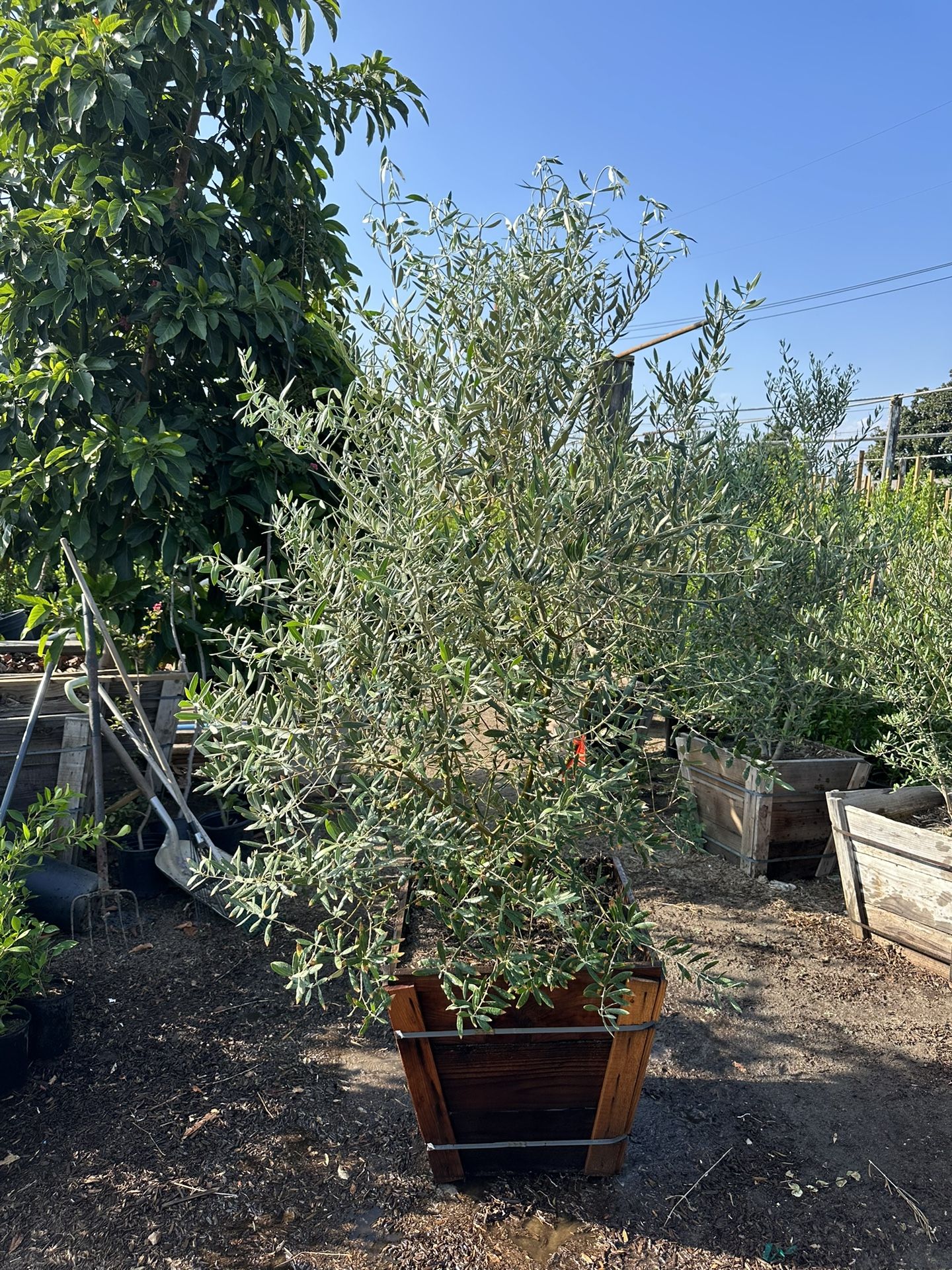 Olive Tree for Sale in City Of Industry, CA OfferUp