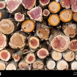 Fresh Cedar Tree  Rounds 