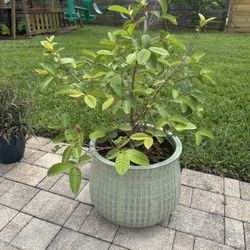 Guava Tree + Pot 