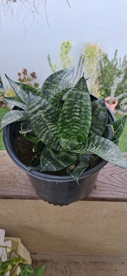 PLANT "BirdsNest"