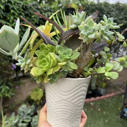 Beautiful Succulent 