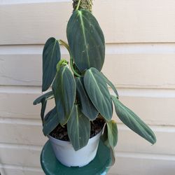 6” philodendron gigas