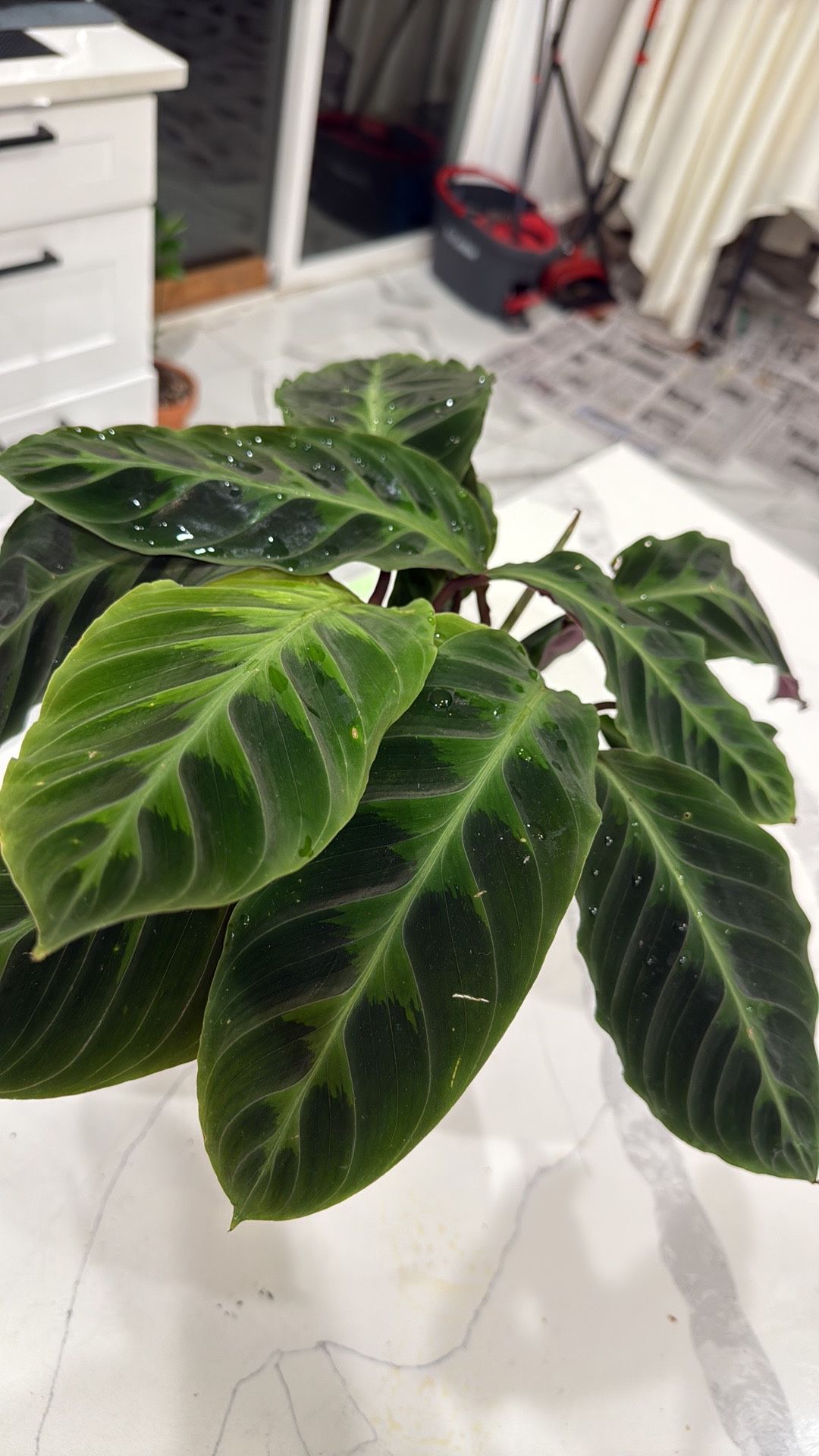 Indoor Plant Calathea warscewiczii