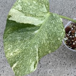 Monstera Deliciosa Legacy Variegated Top Cut Rooted