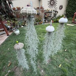 Sea Urchins With Spanish Moss
