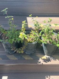 💜🌼 🌿Lantana Plants for Sale 🌿🌼💜