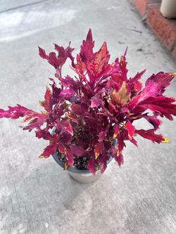 Red Fire Coleus