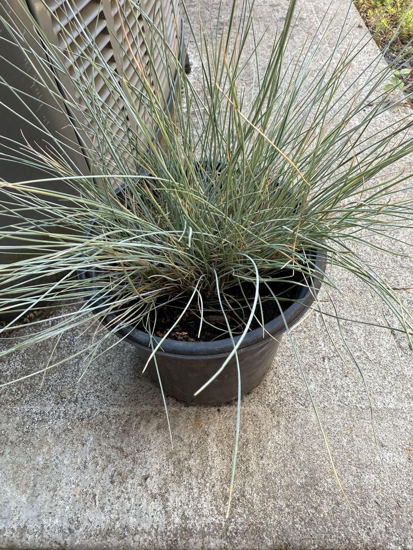 Blue Grass !!!5- Each
