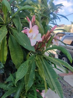 Flowering plumería cuttings