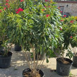 Jaltrafas 7gallones 6ft 