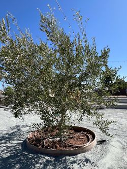Mature Fruitless Olive Trees 36” Box