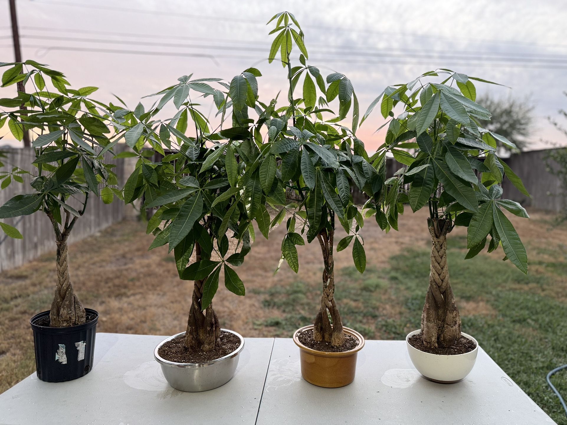 Money Tree $100 Each