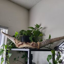 Goat Horns decor