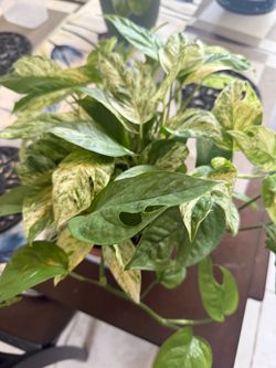 Small pothos