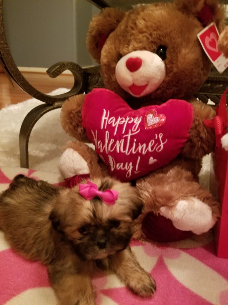 Shih Tzu Puppies