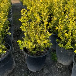 Japonese Boxwood 5gallon 