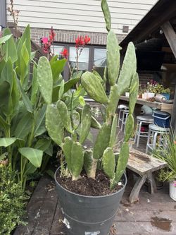 Nopal/cactus Plant For Sale