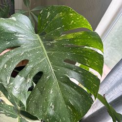 Monstera Thai Constellation