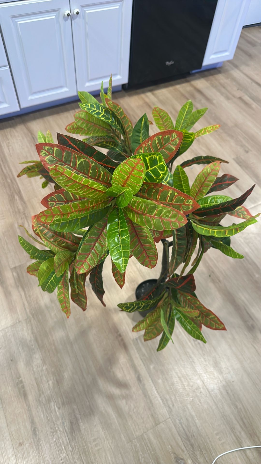 Plant