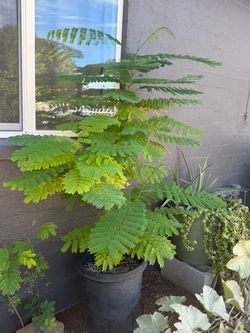 Tabachin oh Framboyan , Royal poinciana