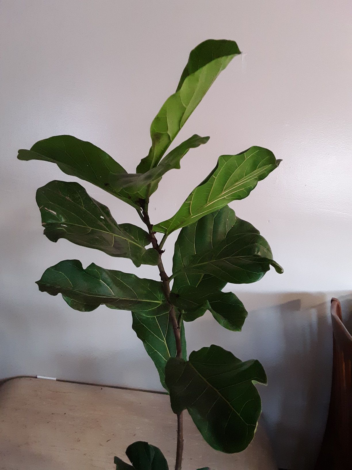 Fiddle leaf fig plants 3 gallons pot 5ft 4 inches tall $35